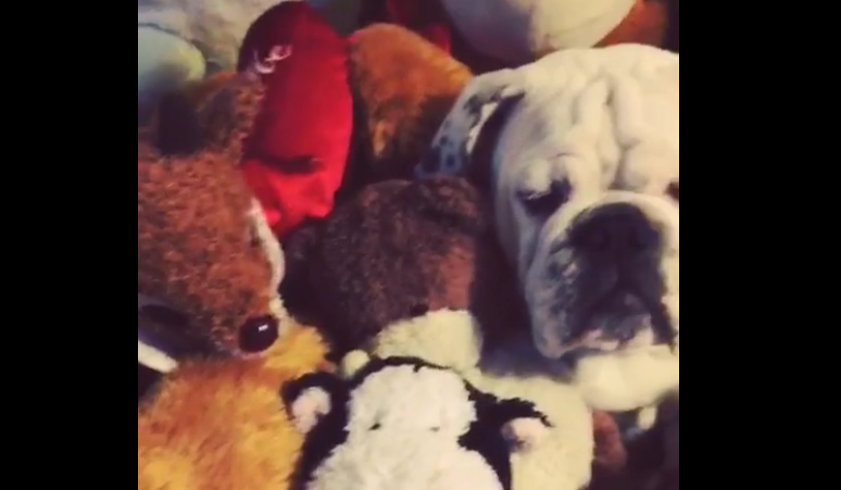 Buddha The English Bulldog Tries To Hide In The Most Hilarious Way!