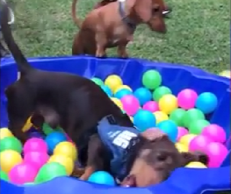 This Puppy Party Is Definitely Going To Warm Your Heart!