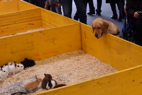 Watch How This Adorable Pup Gets Totally Fascinated By A Box Of Bunnies!