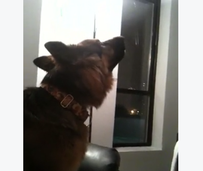 Adorable German Shepherd Howls When She Hears This Commercial!