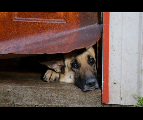 Humane Society Rescues Nearly 300 Dogs From Suspected Puppy Mill In Arkansas