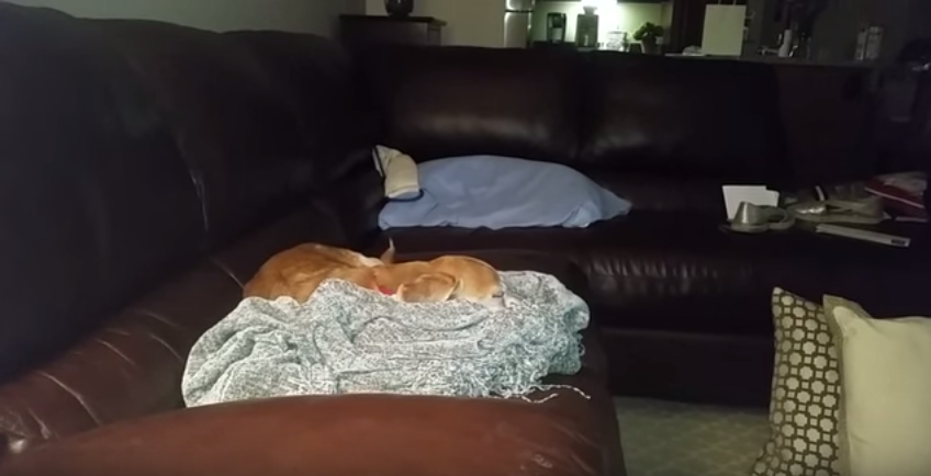 What This 13 Year Old Beagle Does To Her Mommy's Blanket Will Warm Your Heart!
