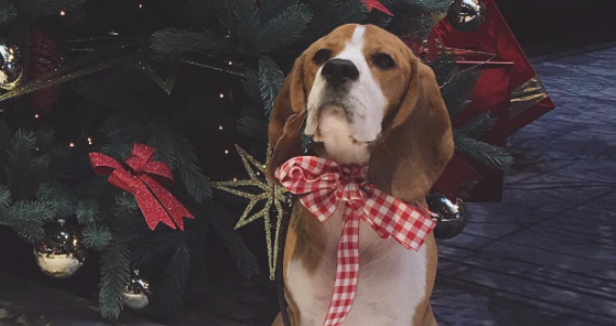Top 8 Beagle Pups Celebrating Christmas Of 2015!