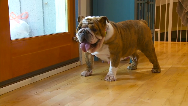 Secondhand Hound Saves English Bulldogs From Puppy Mill