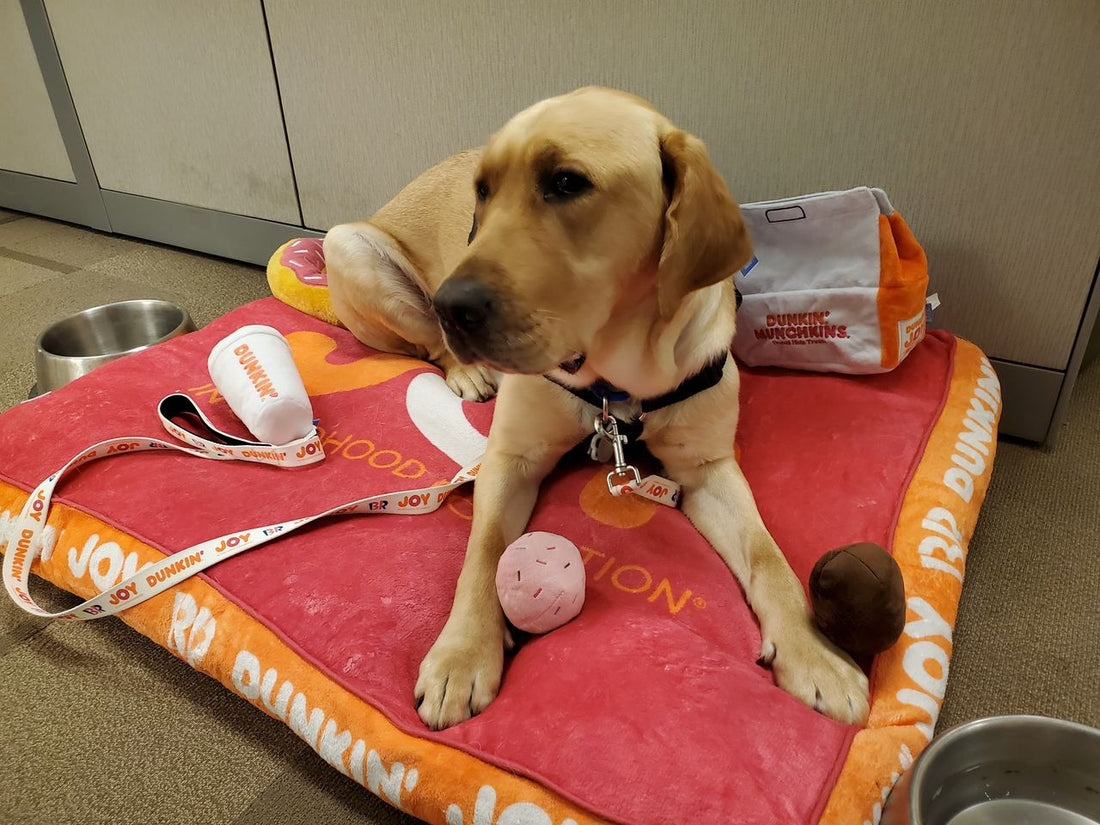 This Dog Is Helping Young Patients Relax at the Children's Hospital of Philadelphia