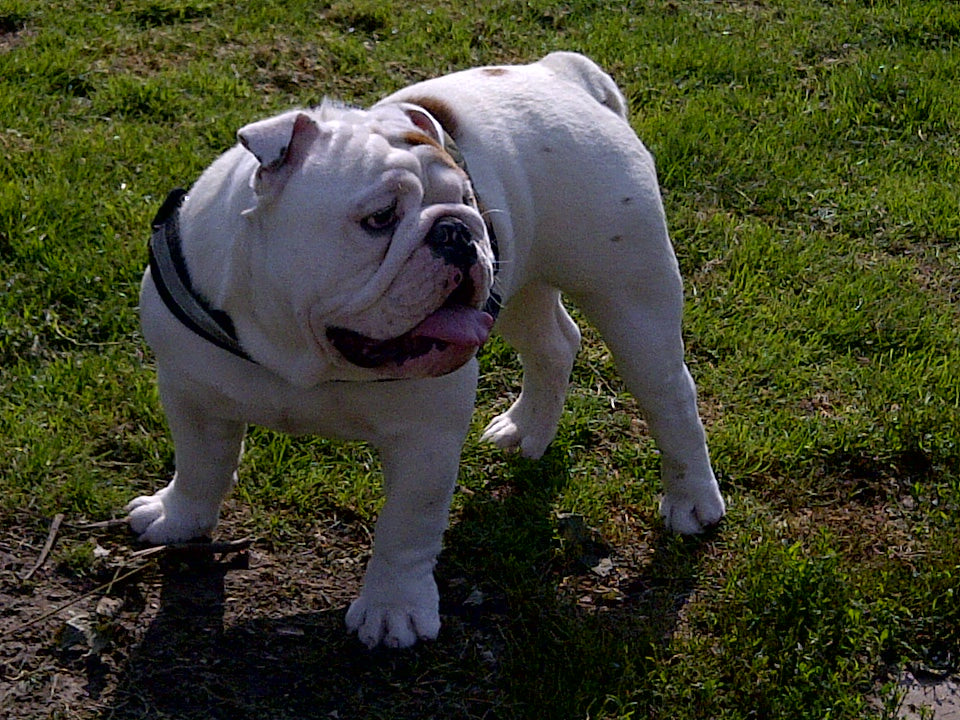 Here's Everything You Need To Know About Obesity In Pets