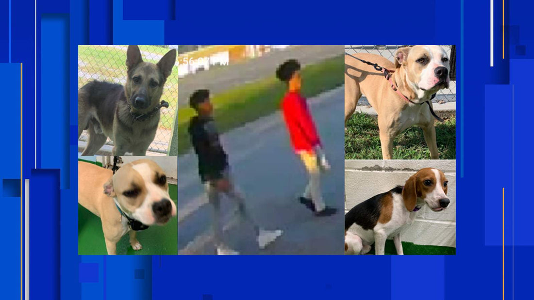 Two People Wanted After 4 Dogs Stolen From Animal Shelter