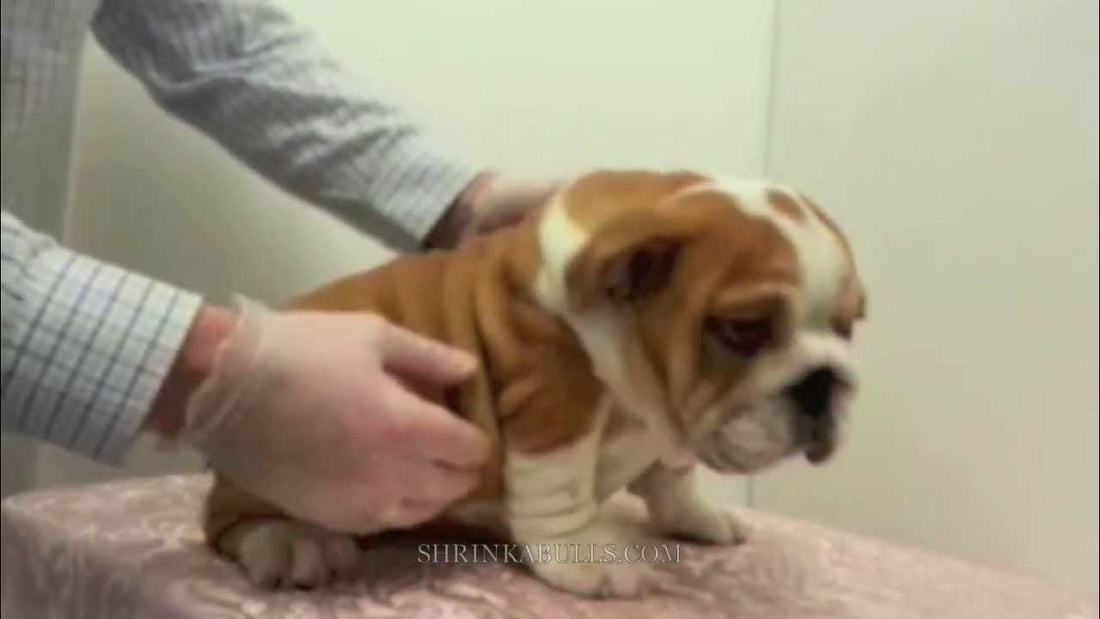 A 101 On How To Correctly Pick Up An English Bulldog Puppy!