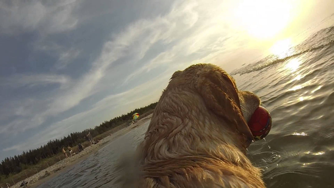 A Beach, A Tennis Ball And His Person Is All This Labrador Needs To Enjoy His Day! #LiveLifeKingSize!