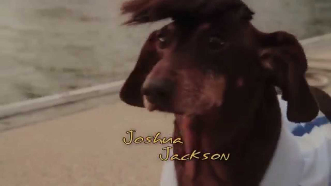 A Bunch of Dachshunds Remake Dawson's Creek into Dachshund's Creek and It's Adorable!