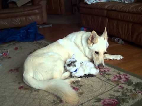 A Cute Baby Goat Thinks The White German Shepherd Is His Mommy! This Is Beautiful!
