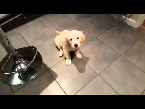 A Day In The Beautiful Life Of An Adorable Golden Retriever Pup! #LifeIsGood!