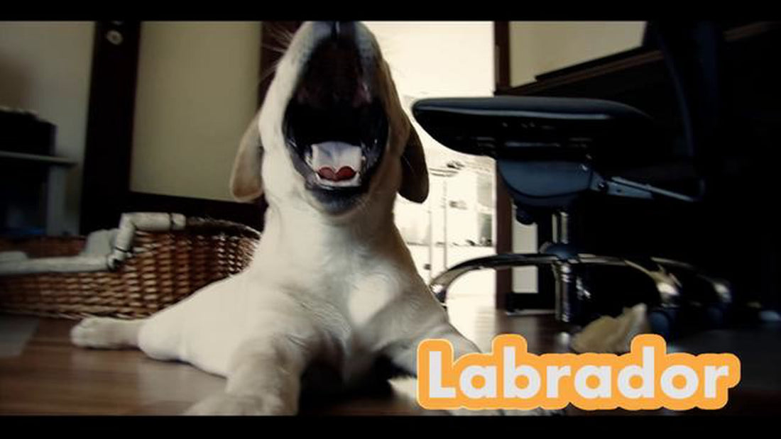 A Day In The Life Of A Beautiful Labrador! This Pup Will Definitely Mesmerize You!