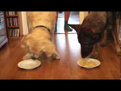 A German Shepherd Vs. A Golden Retriever In A Spaghetti Eating Contest! Who Wins?!