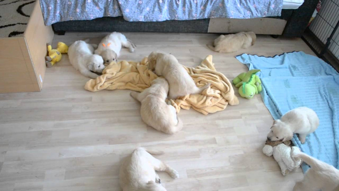 A House Full Of Golden Retrievers Is Like A House Full Of Fluffy Candies! #VideoProof!