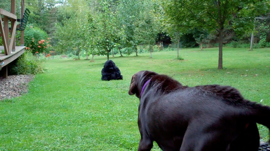 A Labrador Called Roxy Fights A...Gorilla! It's Just A Prank, But The Labrador Doesn't Know! OMG!