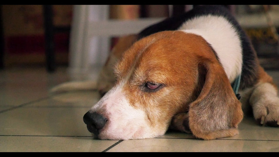 A Lazy Afternoon In The Life Of An Adorable Beagle! This Is So Cute!