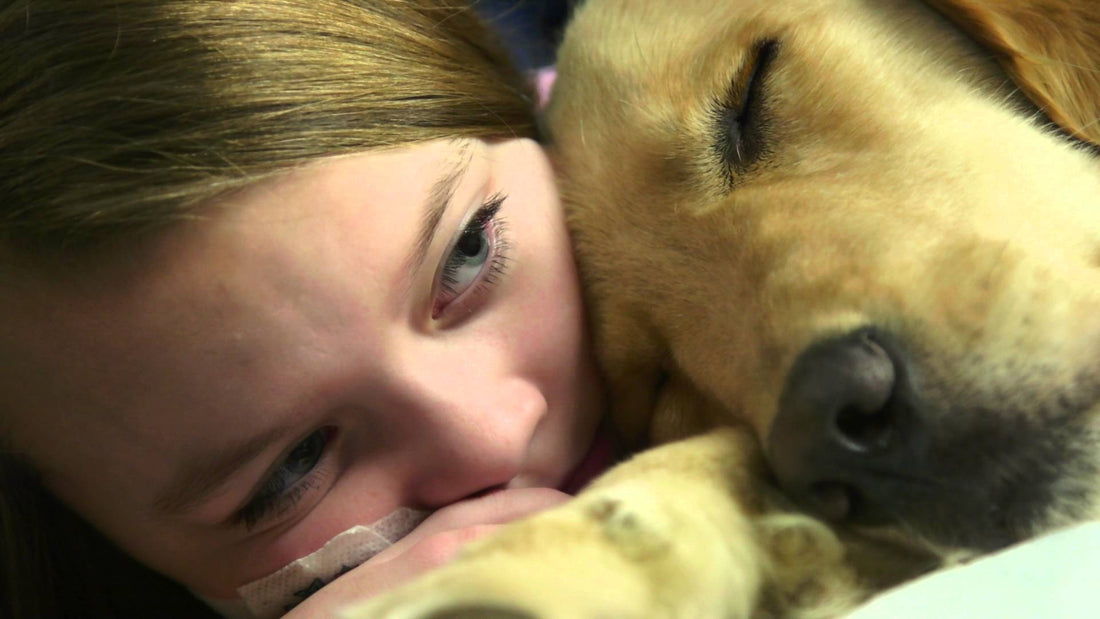Popular Airline Tightens Rules For Onboard Service Pets