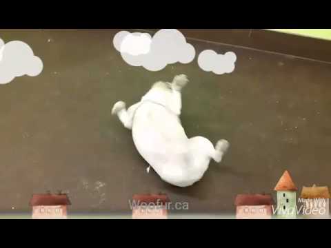 A Soon As They Brought This English Bulldog To The Day Care...OMG!