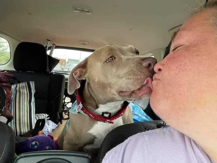 Paralyzed and Abandoned Shelter Dog Named Promise Gets A Second Chance ...