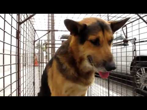 Abandoned German Shepherd Wanted To Be Left Alone, But When He Experienced Some Love...