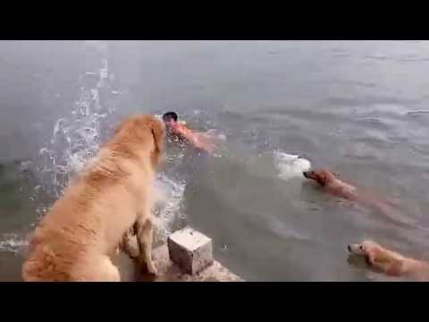 About A Dozen Golden Retrievers Follow Him! This Is Mesmerizing!