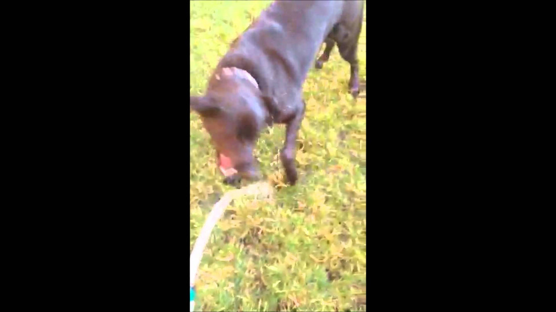 Acog, A German Shepherd Mix Thinks He Can...Bite Water? #WontGiveUp!