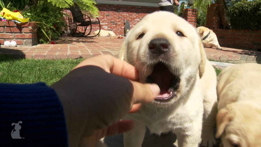 Adorable And Cute Labrador Pups Tired Of Being Awesome! When You See It, You'll Do It!