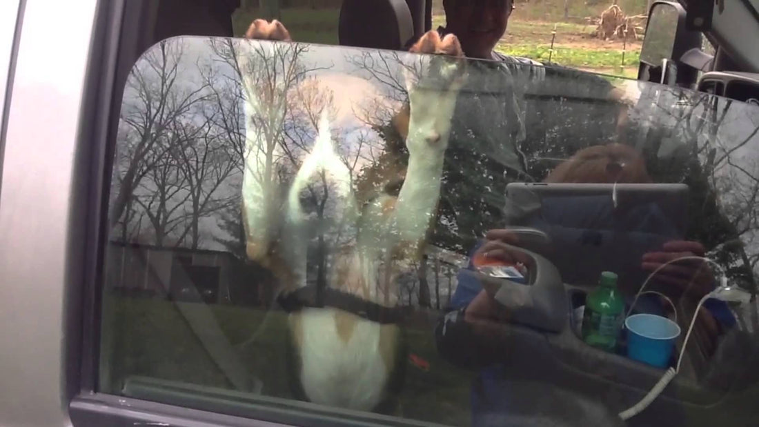 Adorable And Patient Beagle Won't Take His Paws Off The Car Window! #PainfullyCute!