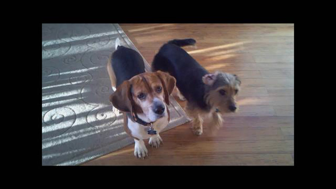 Adorable Beagle And His Best Friend Head Tilt Together!