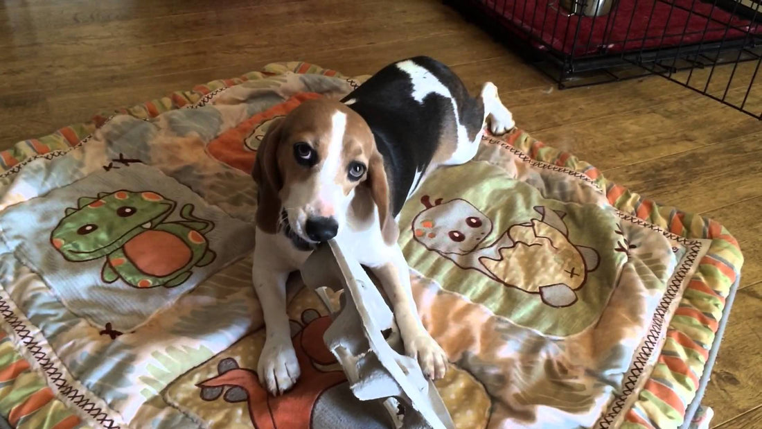 Adorable Beagle Called Bliss Loves The Weirdest Of Things!