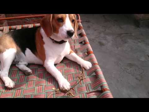 Adorable Beagle Enjoys The Sun Outside And Just Relaxes!