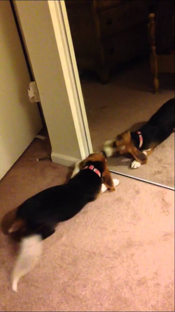 Adorable Beagle Gets Intimidated By Herself! Watches The Mirror And Confusion Begins!