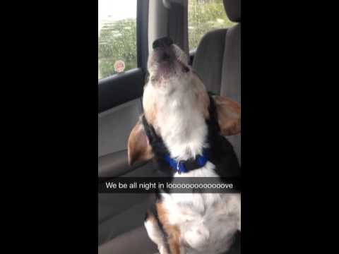 Adorable Beagle Has A Brief Identity Crisis - Thinks She's Beyonce! OMG!