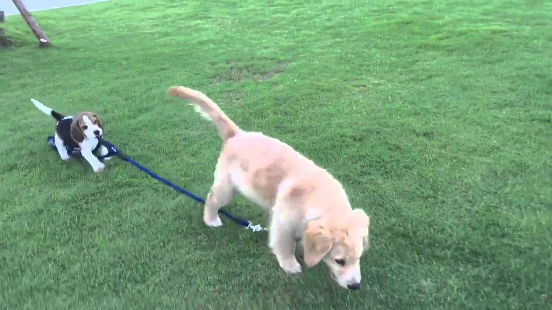 Adorable Beagle Is Determined To Walk His Friend, But Something Hilarious Happens!