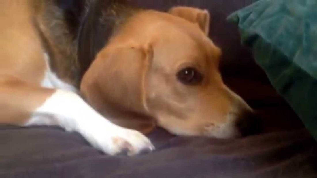 Adorable Beagle Is Trying To Sleep, But The Struggle is Real!