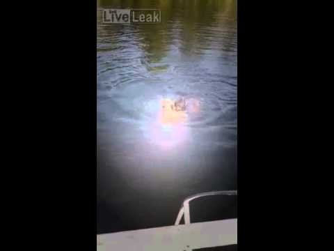 Adorable Beagle Jumps In Water To Save His Person's Life! #Heartwarming!