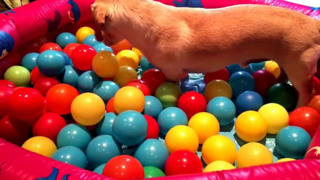 Adorable Beagle Mix Pup Enjoys His Time In The Ball Pit!