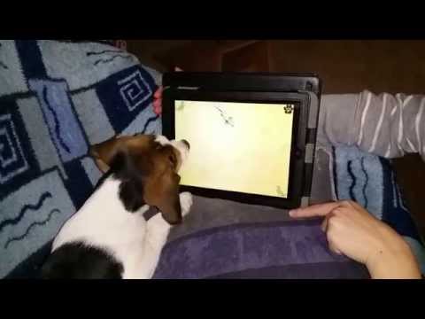 Adorable Beagle Plays His Favorite Game On Mommy's iPad!
