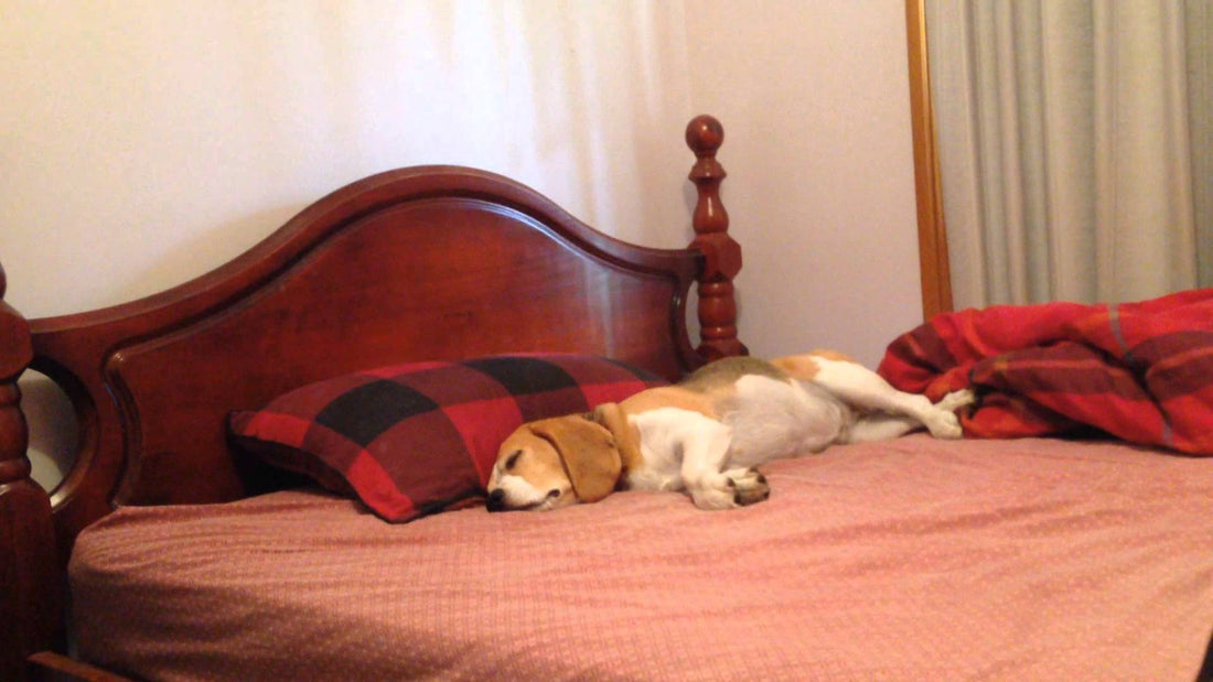 Adorable Beagle Pup Can't Stop Barking In Her Sleep!