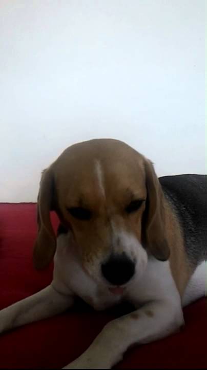 Adorable Beagle Pup Decides To Taste Caramel, So She Steals A Candy!