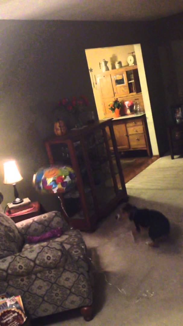 Adorable Beagle Pup Doesn't Understand This Balloon At All!