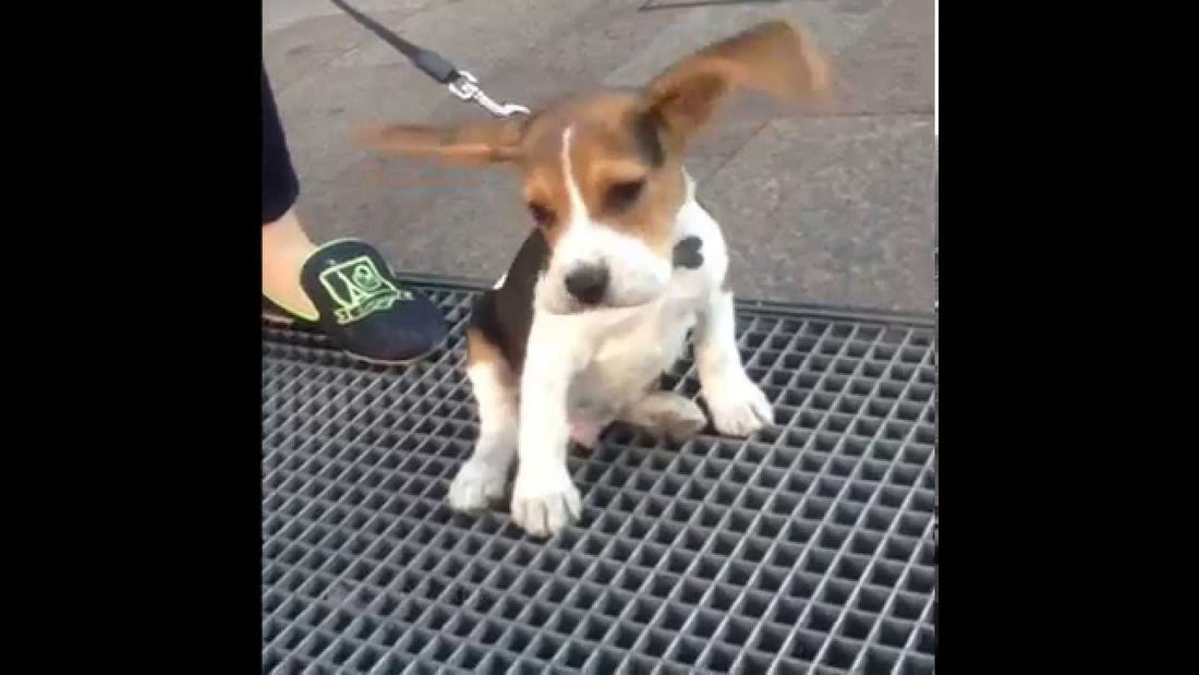 Adorable Beagle Pup Experiences A Marilyn Monroe Moment And It's Just Too Cute!