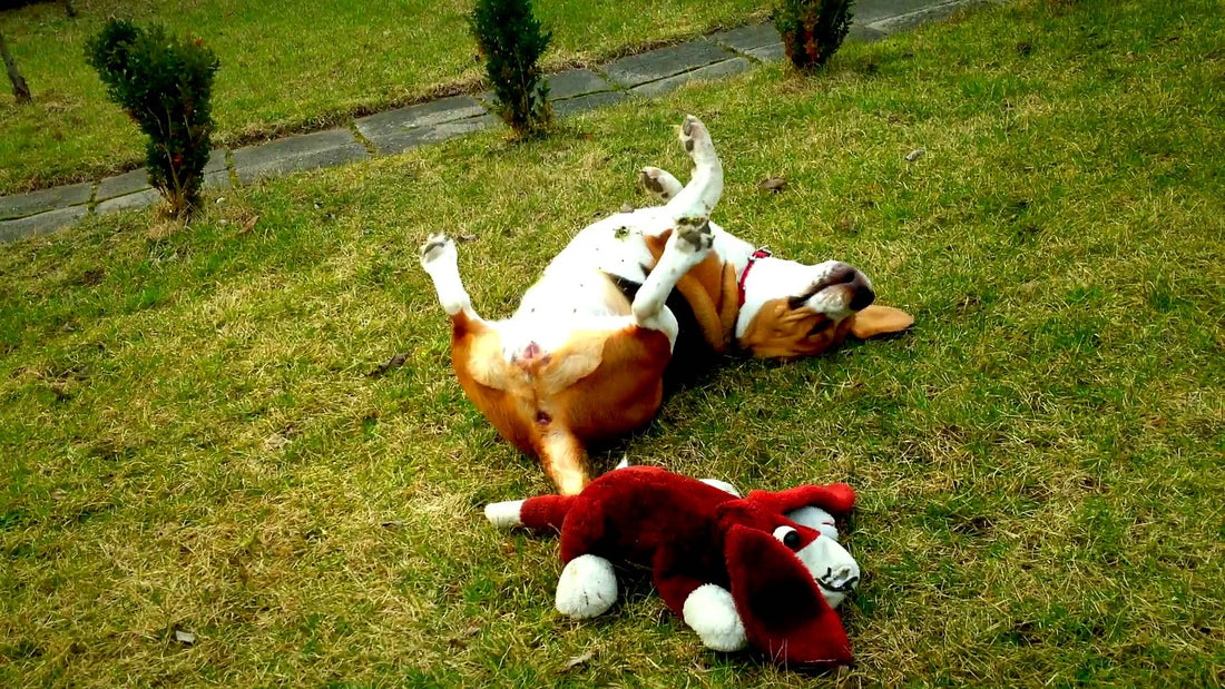 Adorable Beagle Pup Expresses Her Love For The Grass!