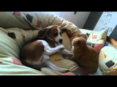 Adorable Beagle Pup Gets Cozy With The Cat, Then It Becomes Hilarious!