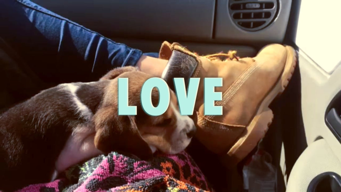 Adorable Beagle Pup Gets To Experience Love For The First Time Ever!