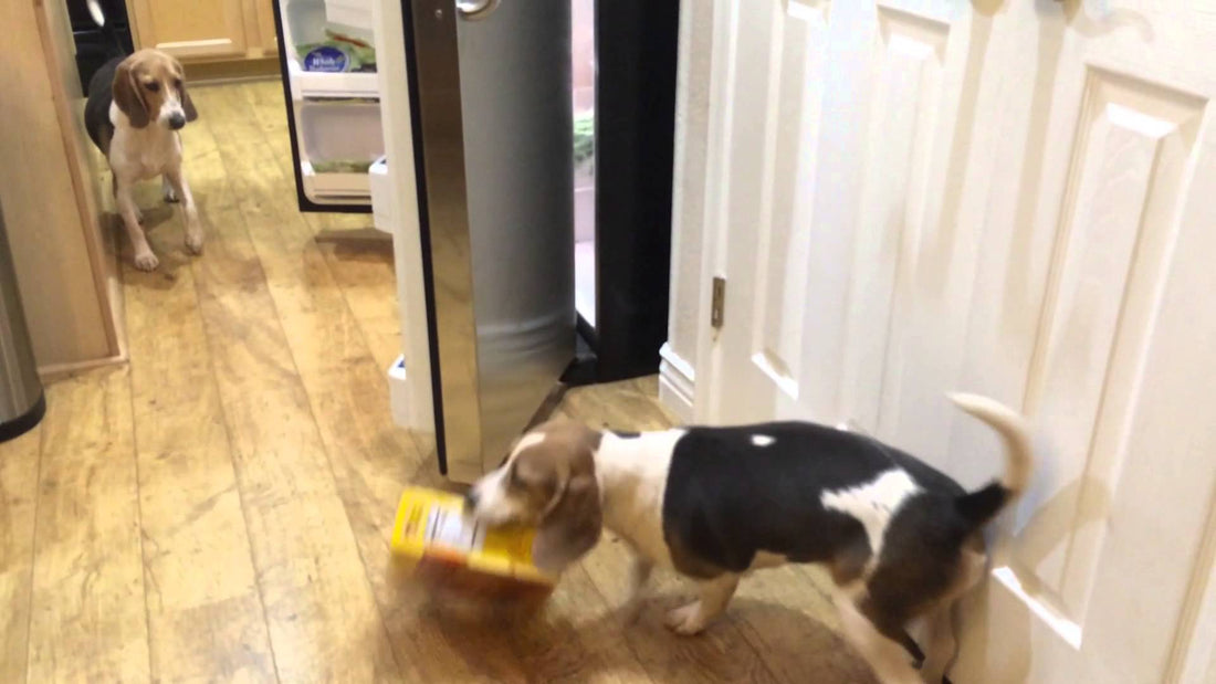 Adorable Beagle Pup Loves Corn Dogs And Proves It This Way!