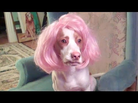 Adorable Beagle Pup Wears A Pink Wig And Completely Rocks It!
