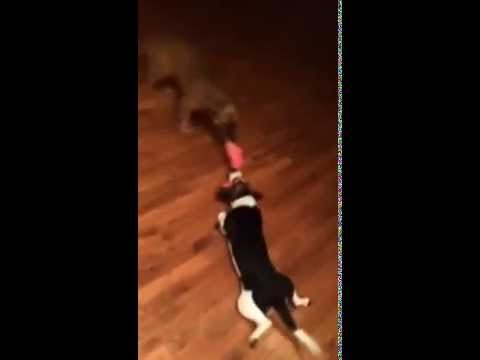 Adorable Beagle Pup Would Rather Be Dragged Around Than To Give Up!
