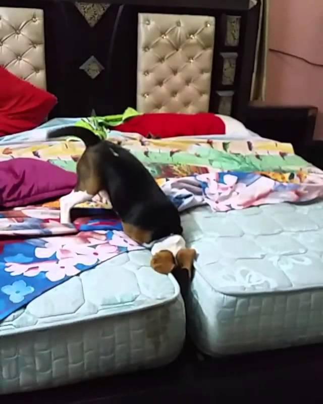 Adorable Beagle So Happy To Be On The Bed!
